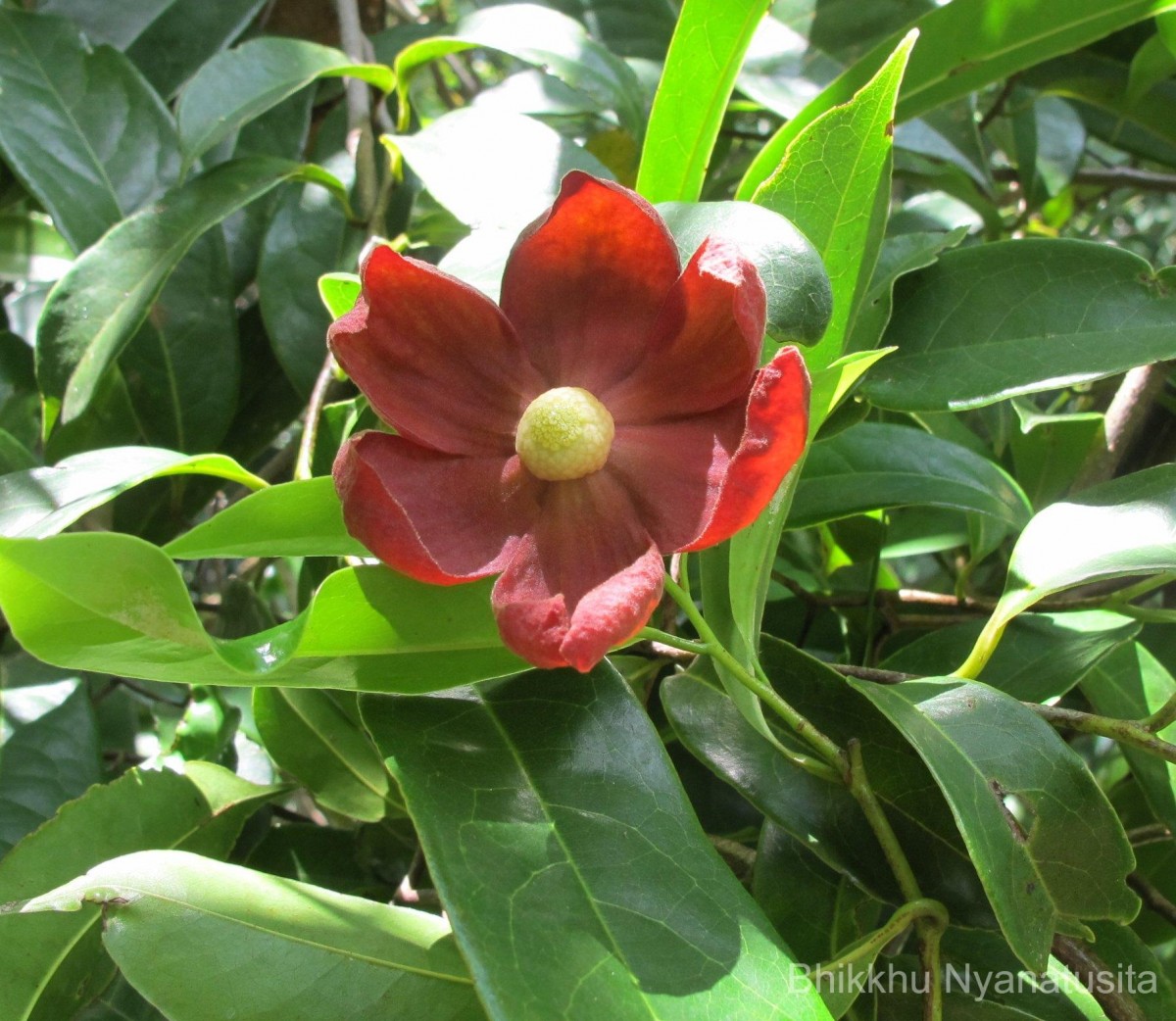 Uvaria narum (Dunal) Blume